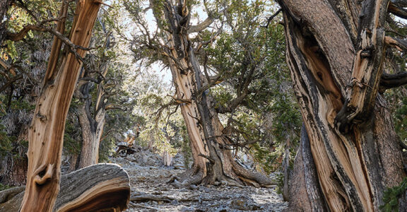 Bristlecone Pine