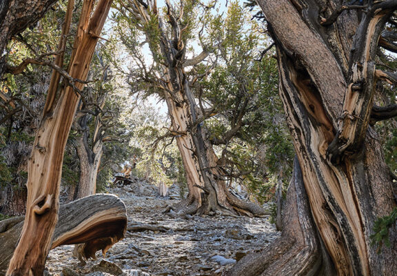 Bristlecone Pine