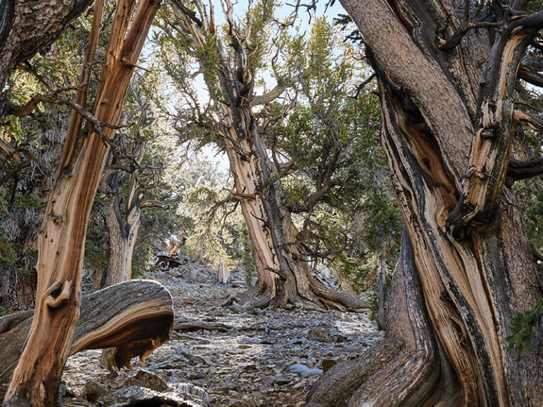 Bristlecone Pine