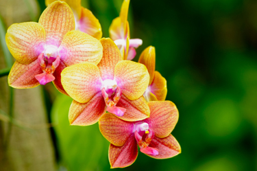 Colorful phalaenopsis orchid